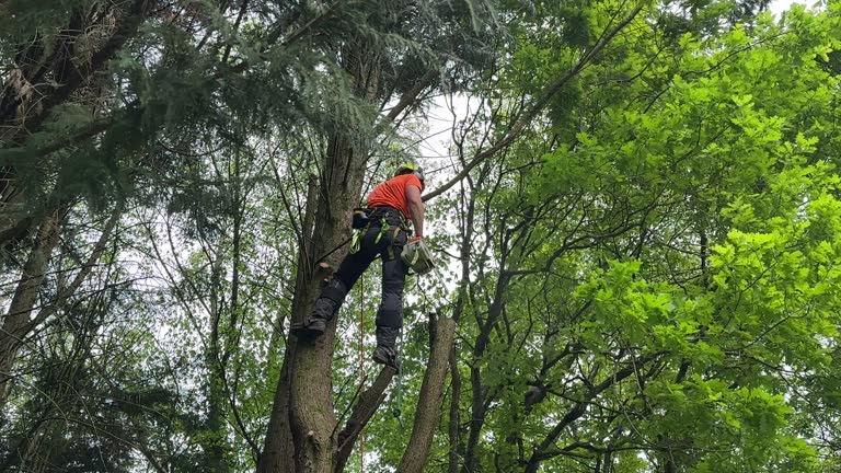 Best Fruit Tree Pruning  in Eslon, CA